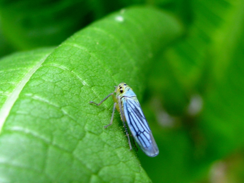 Cicadella viridis